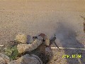 240 Gulf Shoot in Camp Fallujah II.JPG (294340 bytes)